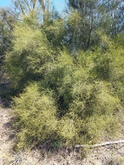Exocarpos aphyllus