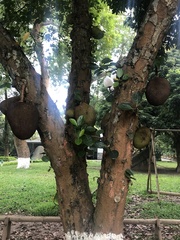 Artocarpus heterophyllus