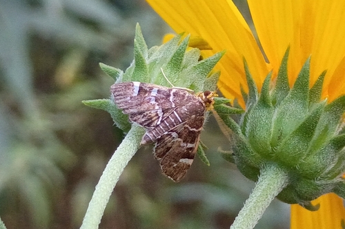 Spotted Beet Webworm Moth