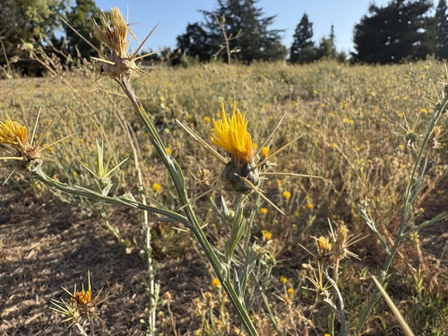 Centaurea solstitialis, photograph 4