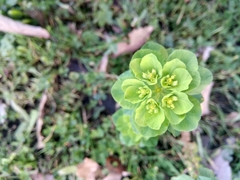 Euphorbia helioscopia image