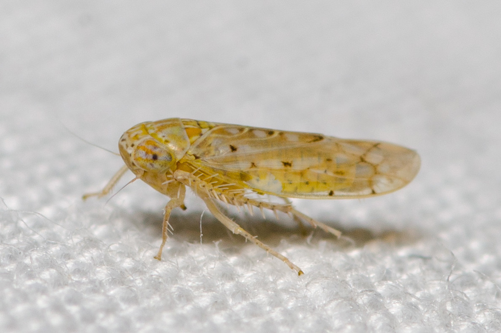 Atanus