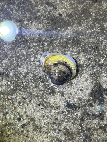 Asian Clam