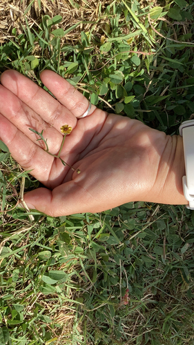 Glossocardia bidens observed 2026-09-16
