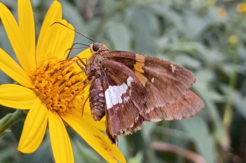 Silver-spotted Skipper