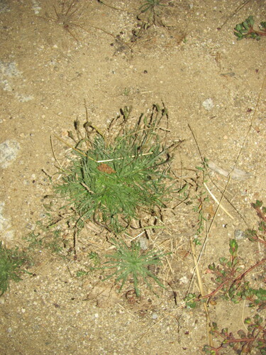 Buck's-horn Plantain
