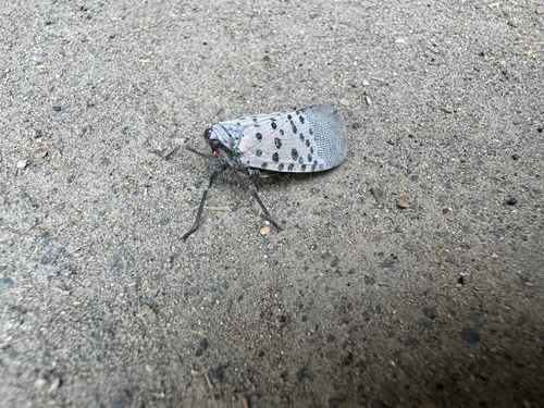 Spotted Lanternfly