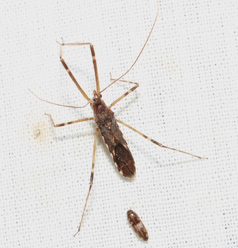 Four-spurred Assassin Bug