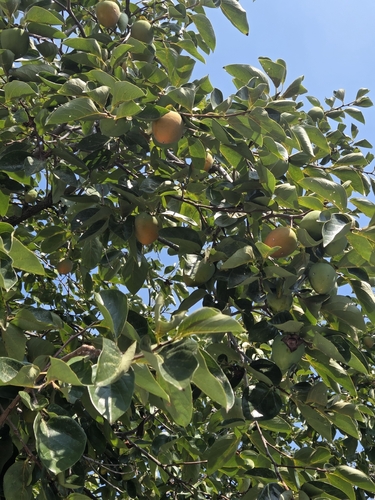 Japanese Persimmon