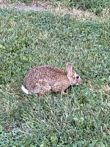 Eastern Cottontail