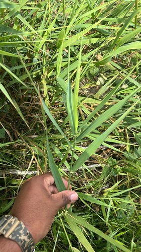 reed canary grass