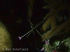 Dunckerocampus dactyliophorus