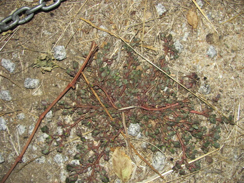 Common Purslane