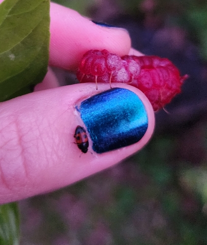 Bloody Sap Beetle