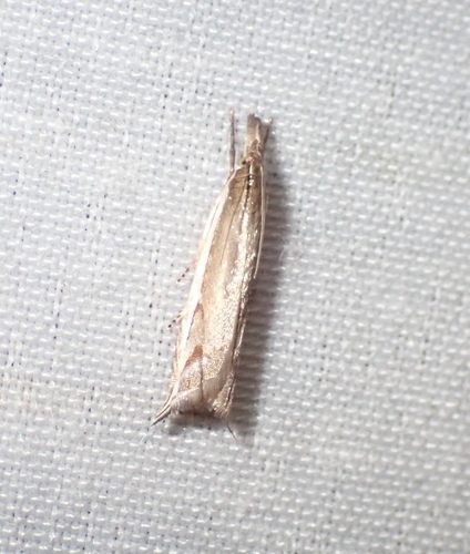 Diminutive Grass-veneer photo 3