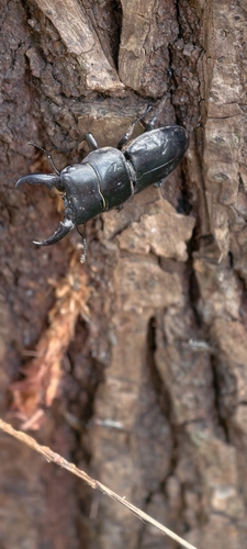 Serrognathus titanus platymelus