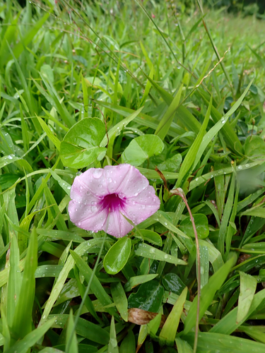 Ipomoea littoralis observed 2026-09-15