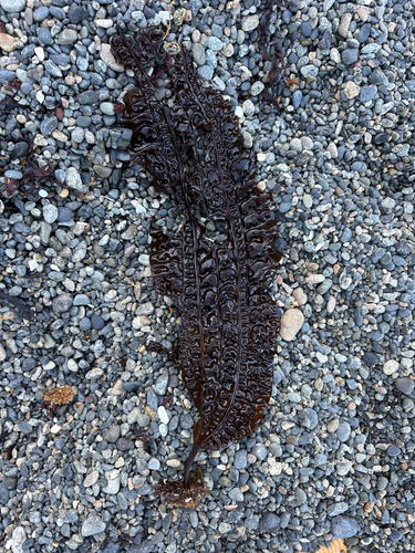 Costaria costata observed 2026-09-15