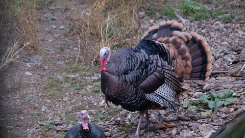 Wild Turkey