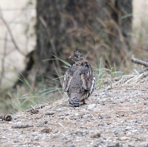 Ruffed Grouse