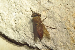 Esenbeckia
