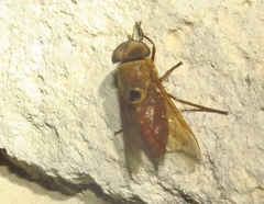 Esenbeckia