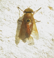 Esenbeckia