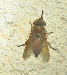 Esenbeckia
