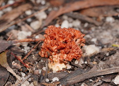 Ramaria stuntzii