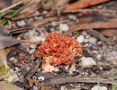 Ramaria stuntzii