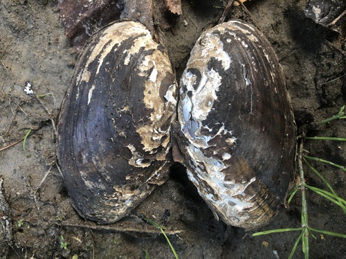 Eastern Lampmussel