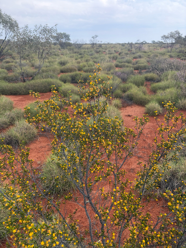 Acacia maitlandii observed 2026-09-15