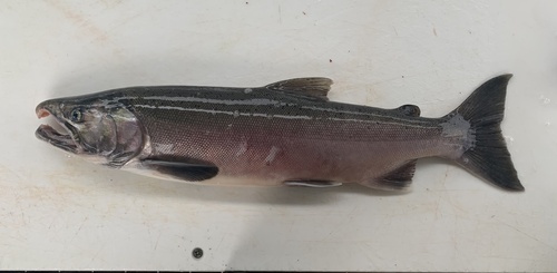 Coho Salmon