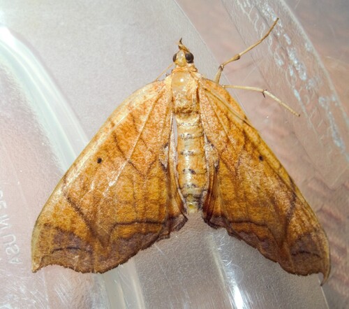 Grapevine Looper Moths photo 4