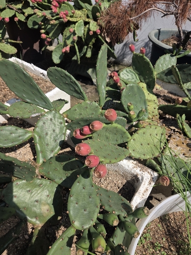 low pricklypear