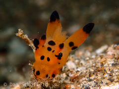 Thecacera