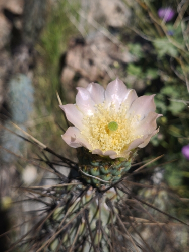Miqueliopuntia miquelii