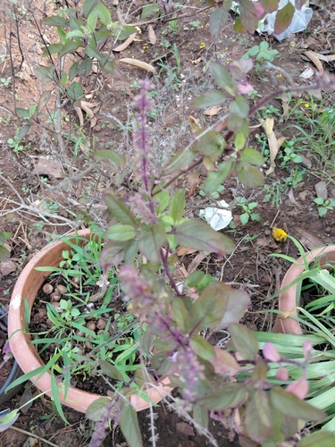 Holy Basil