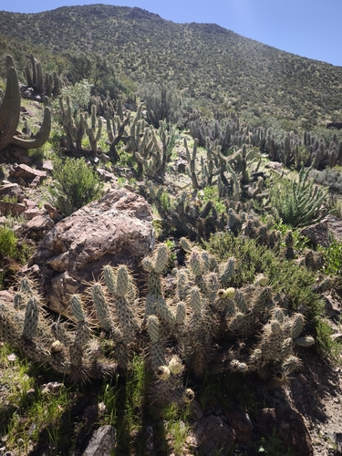 Miqueliopuntia miquelii, photograph 2