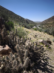 author not stated, no rights reserved Miqueliopuntia miquelii, photograph author not stated, no rights reserved