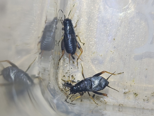 Sclerogryllus punctatus