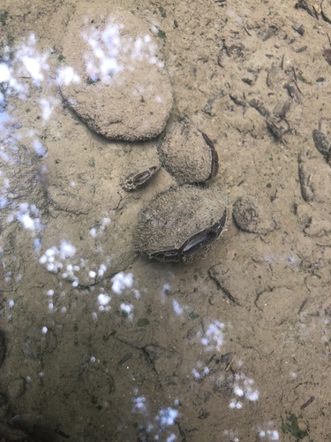 Eastern Elliptio