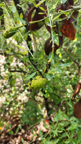 Maerua juncea