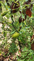 Maerua juncea