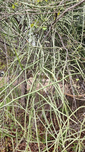 Cynanchum viminale, photograph 2