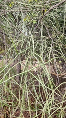 Cynanchum viminale, photograph (c) Patrick Jackson, some rights reserved (CC BY)