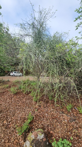 Cynanchum viminale, photograph 3