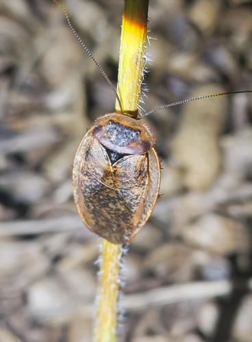 Chinese Medicinal Cockroach