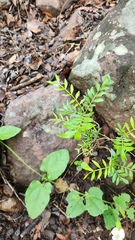 Ptaeroxylon obliquum