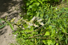 Salix vinogradovii